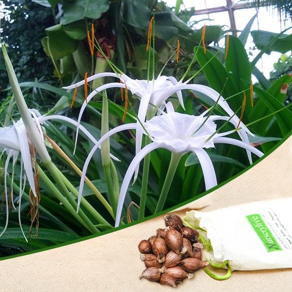 Hymenocallis Speciosa Green